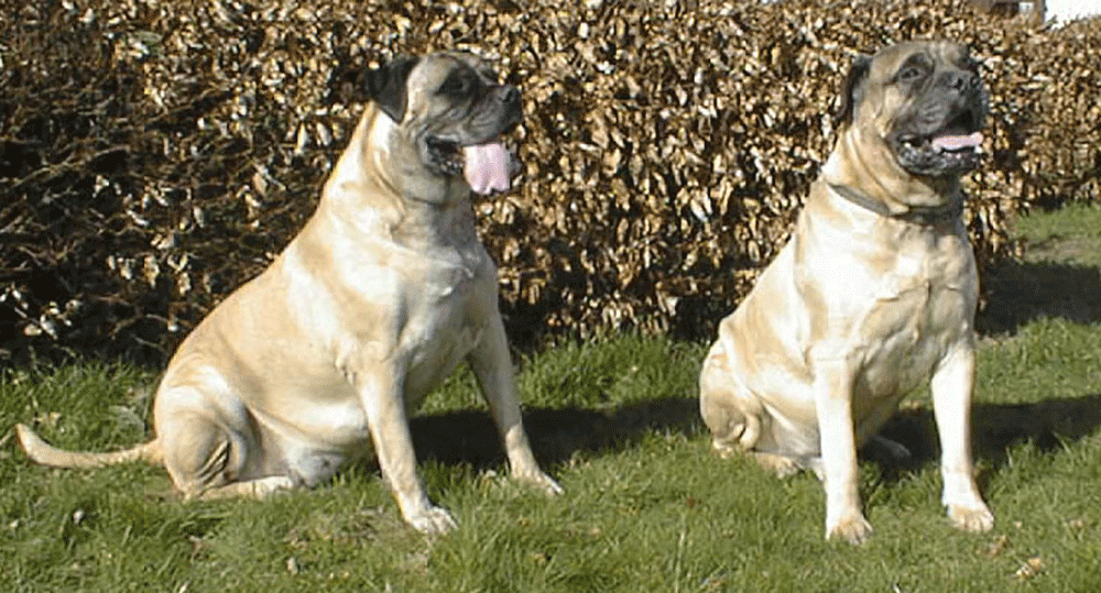 Downlands Aphrodite Bullmastiff