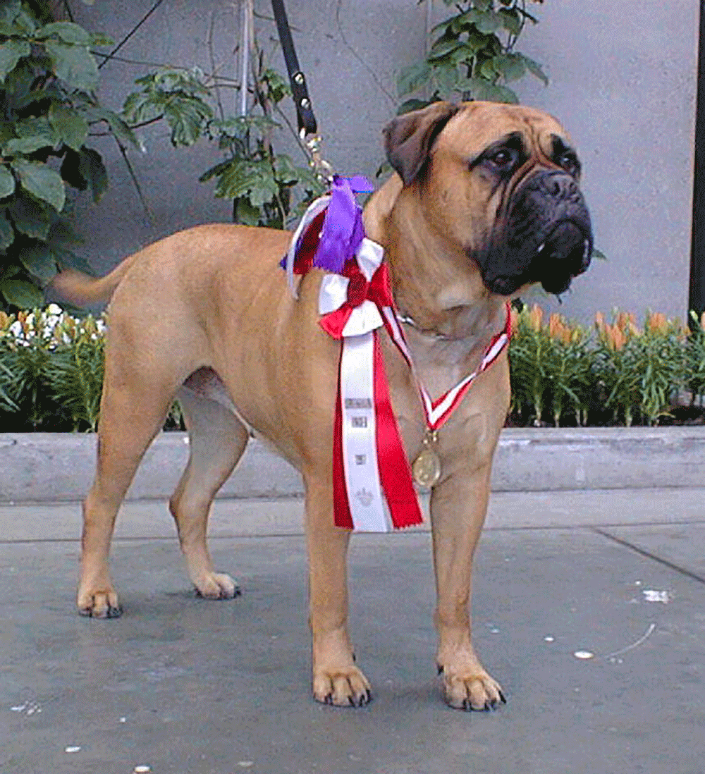 Downlands Charming Little Linda Downlands Bullmastiff