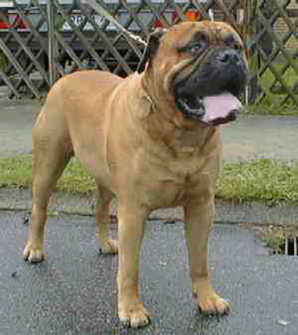 Downlands Douglas & Douglas Bullmastiff