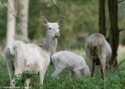 Hjort Dyrehaven 6