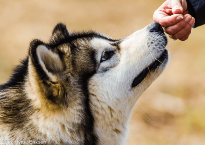 Hund, Hunde