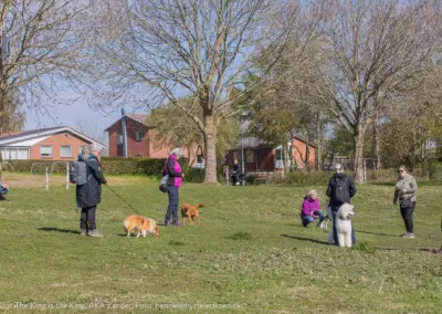 Zander, hundetræning, Hvalsø Hundevenner