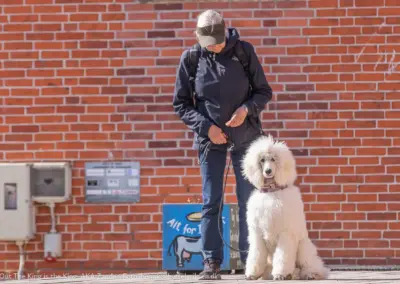 Zander, hundetræning, Hvalsø Hundevenner