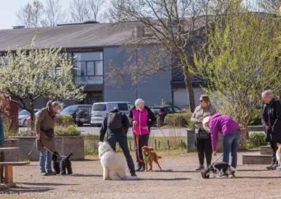 Zander, hundetræning, Hvalsø Hundevenner