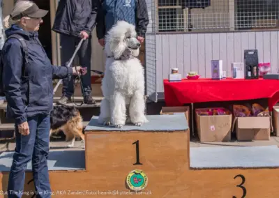 Zander, hundetræning, Hvalsø Hundevenner, Vinder