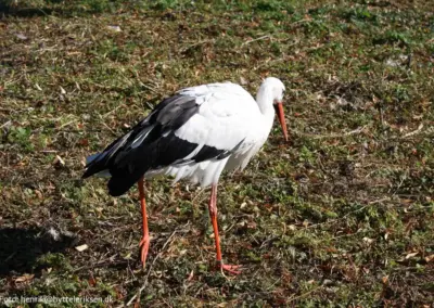 stork