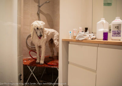 Zander, hundebad