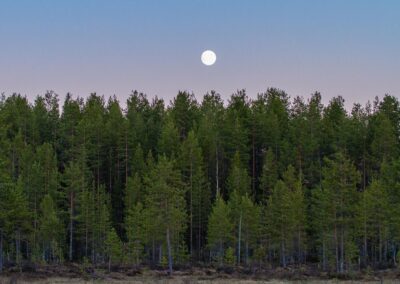 boreal