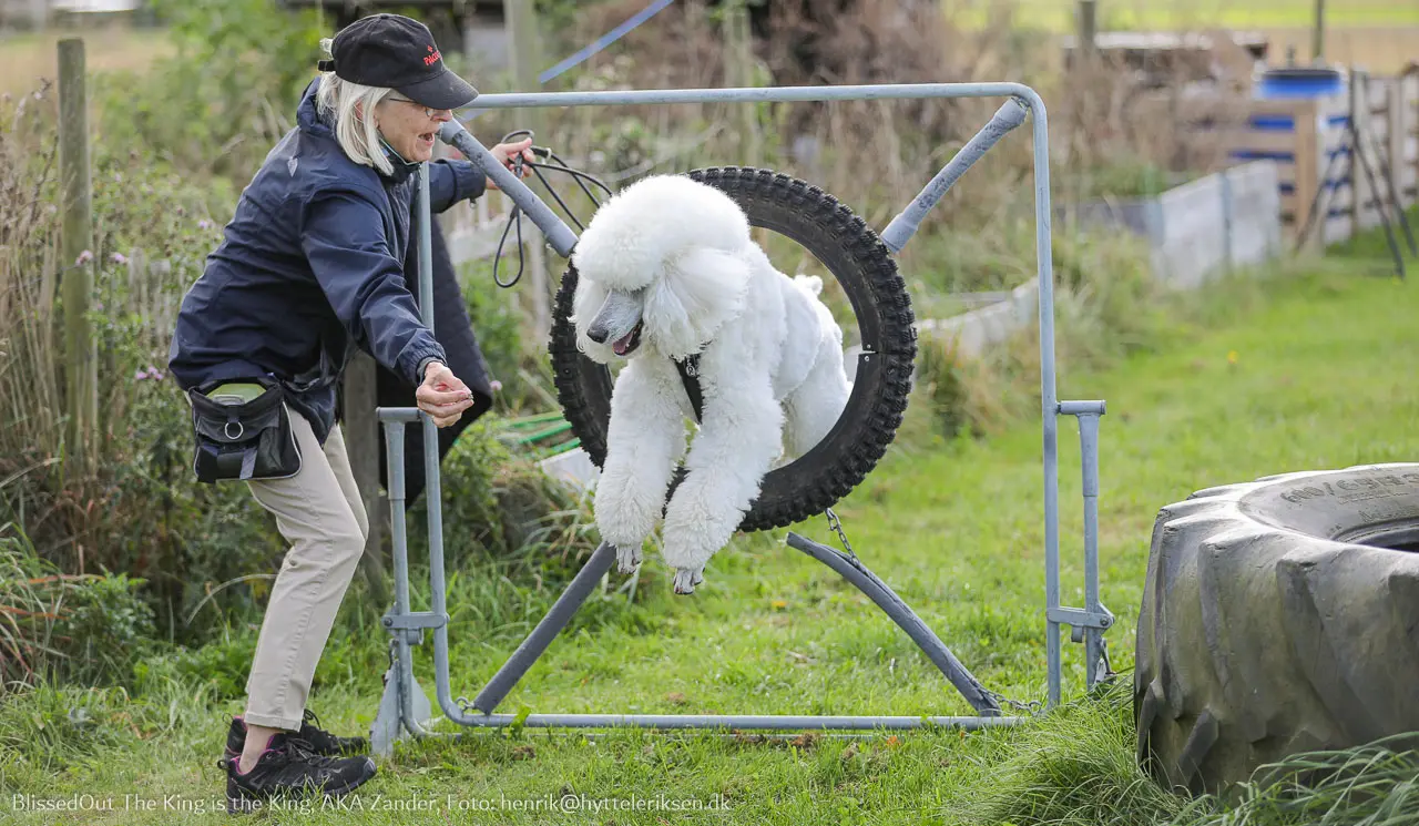 Zander, pudel, pudelklip