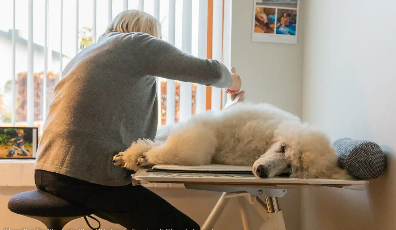 Zander, pudel, pudelklip